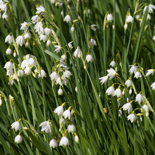 Bulbes LEUCOJUM aestivum 'Gravetye Giant' - Nivéole en vente - Pépinière  Lepage