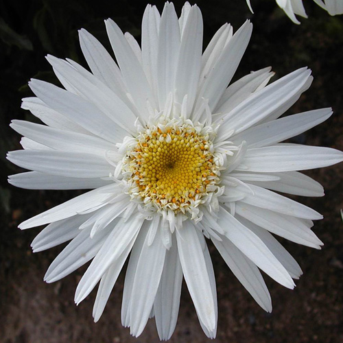 LEUCANTHEMUM 'Christine Hagemann' LEUCANTHEMUM 'Christine Hagemann'