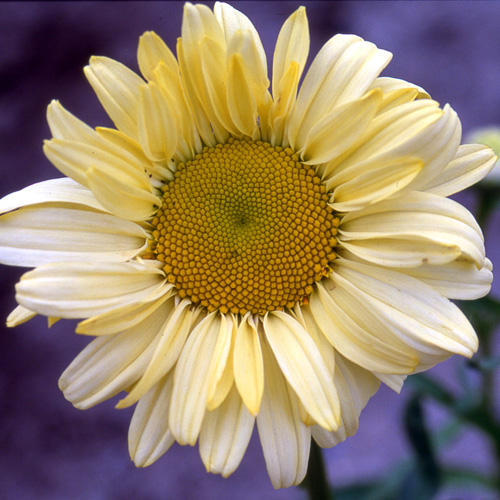 LEUCANTHEMUM 'Sonnenschein' LEUCANTHEMUM 'Sonnenschein'