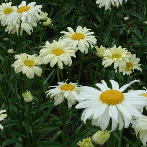 LEUCANTHEMUM 'Sonnenschein' LEUCANTHEMUM 'Sonnenschein'