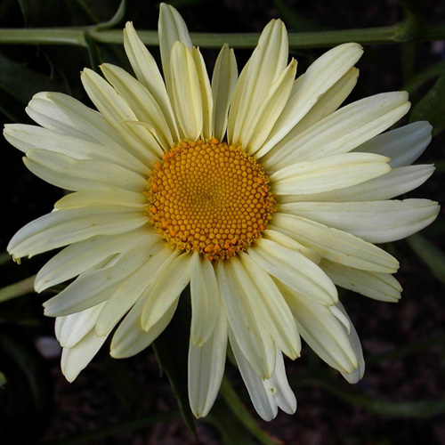 LEUCANTHEMUM 'Sonnenschein' LEUCANTHEMUM 'Sonnenschein'