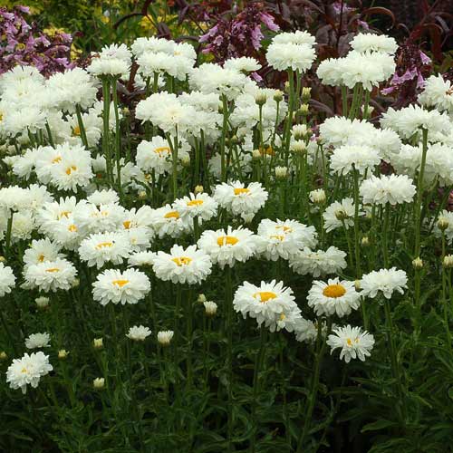 LEUCANTHEMUM superbum 'Victorian Secret' ® LEUCANTHEMUM superbum 'Victorian Secret' ®
