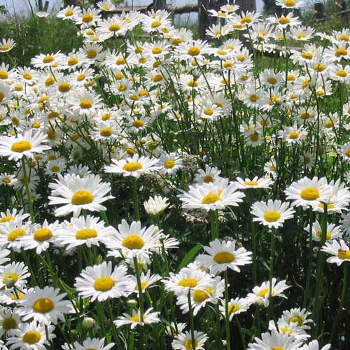 Plantes Vivaces LEUCANTHEMUM vulgare - Marguerite d'été - Marguerite des  prés en vente - Pépinière Lepage