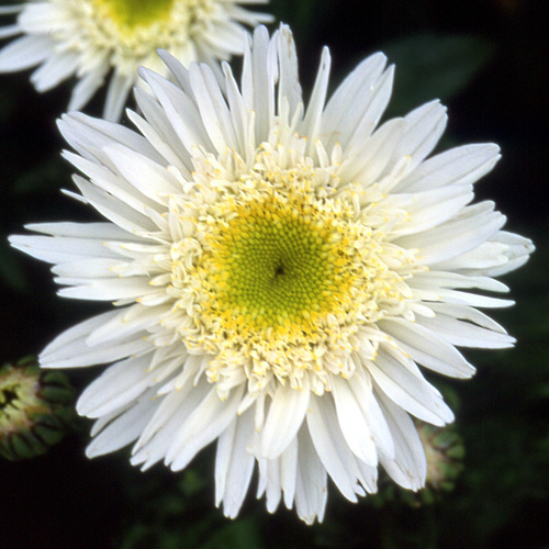 LEUCANTHEMUM 'Wirral Supreme' LEUCANTHEMUM 'Wirral Supreme'
