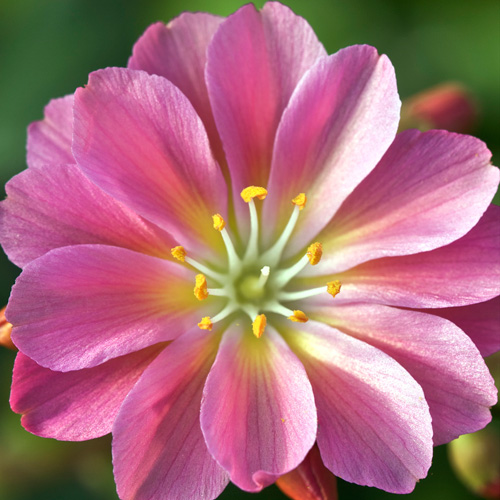 LEWISIA cotyledon 'Sunset Strain ' LEWISIA cotyledon 'Sunset Strain '