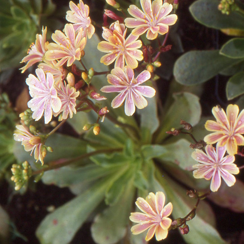 LEWISIA cotyledon 'Sunset Strain ' LEWISIA cotyledon 'Sunset Strain '