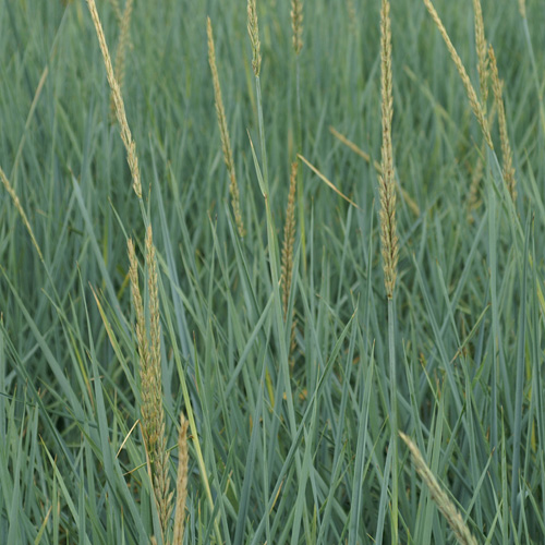 LEYMUS arenarius LEYMUS arenarius
