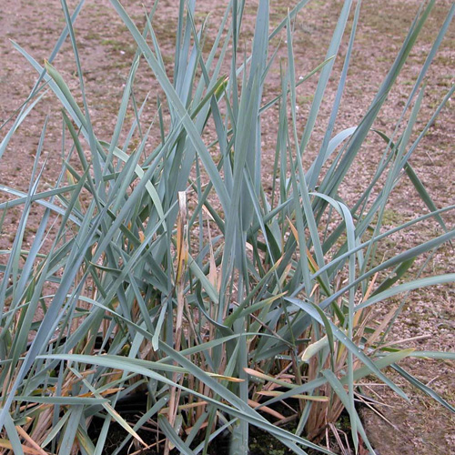 LEYMUS arenarius LEYMUS arenarius