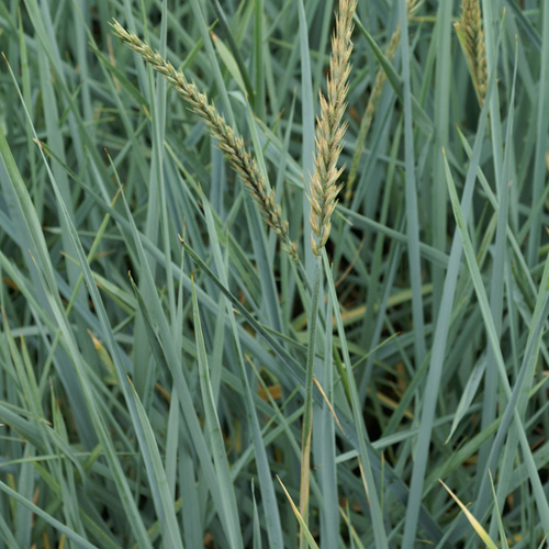 LEYMUS arenarius LEYMUS arenarius