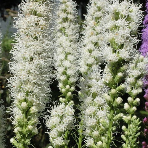LIATRIS scariosa 'Alba' LIATRIS scariosa 'Alba'