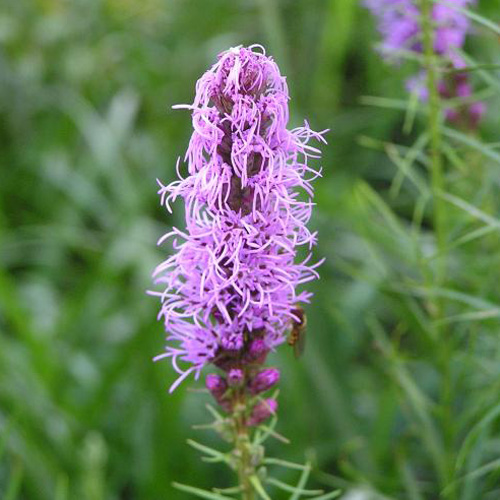 LIATRIS spicata LIATRIS spicata