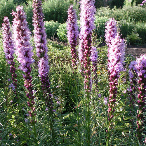 Plantes Vivaces LIATRIS spicata 'Floristan Violett' - Plume du Kansas en  vente - Pépinière Lepage