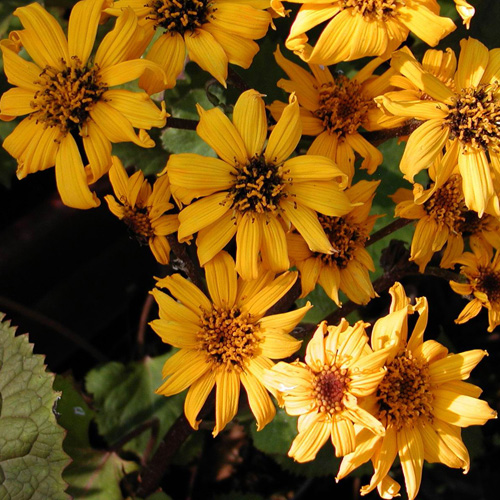 LIGULARIA dentata 'Desdemona' LIGULARIA dentata 'Desdemona'