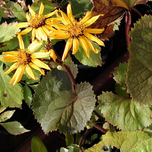 LIGULARIA dentata 'Desdemona' LIGULARIA dentata 'Desdemona'