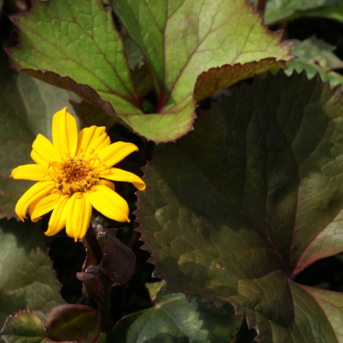 LIGULARIA dentata 'Desdemona' LIGULARIA dentata 'Desdemona'