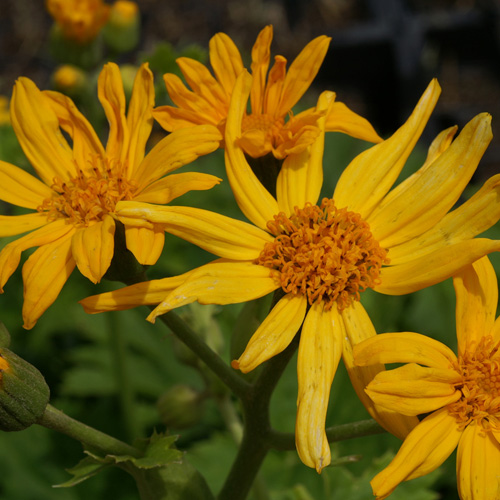 LIGULARIA japonica LIGULARIA japonica