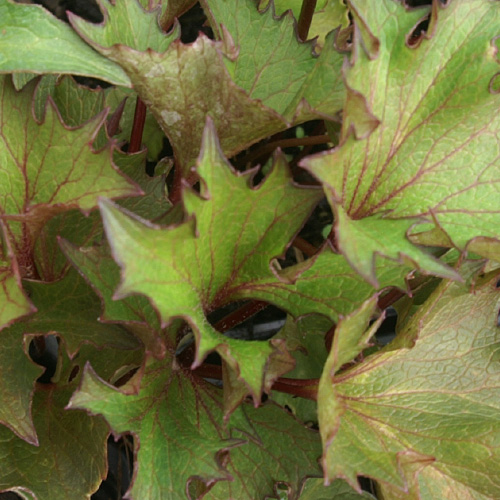 LIGULARIA 'Osiris Fantaisie' LIGULARIA 'Osiris Fantaisie'