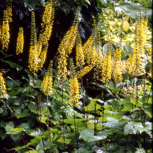 LIGULARIA stenocephala LIGULARIA stenocephala