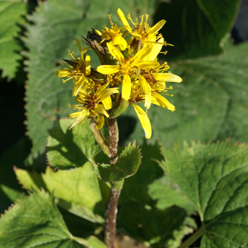 LIGULARIA stenocephala LIGULARIA stenocephala