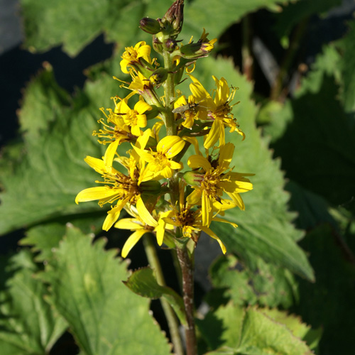 LIGULARIA wilsoniana LIGULARIA wilsoniana