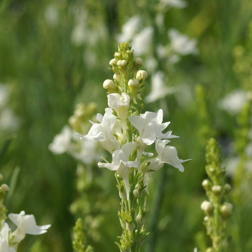 LINARIA purpurea 'Springside White' LINARIA purpurea 'Springside White'