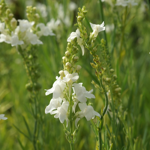 LINARIA purpurea 'Springside White' LINARIA purpurea 'Springside White'