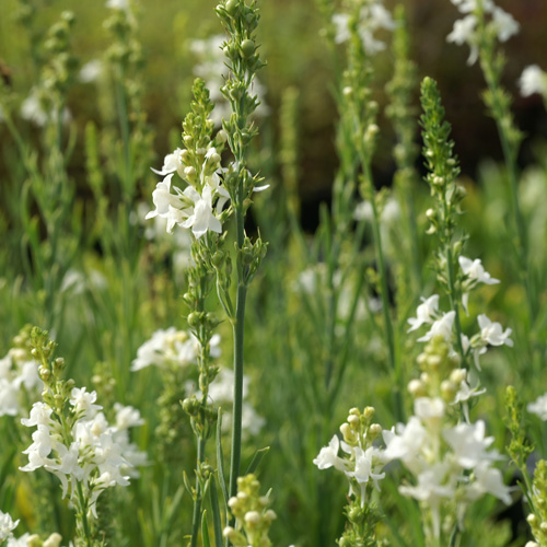 LINARIA purpurea 'Springside White' LINARIA purpurea 'Springside White'
