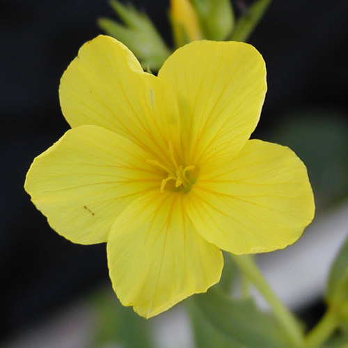 LINUM flavum LINUM flavum