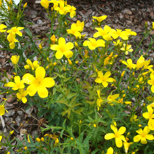 LINUM flavum LINUM flavum