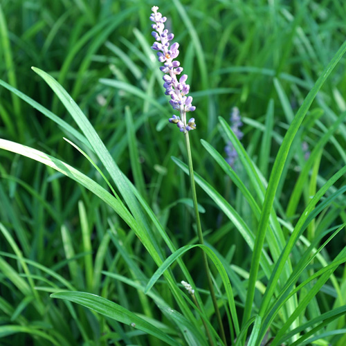 LIRIOPE muscari LIRIOPE muscari