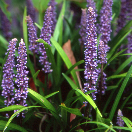 LIRIOPE muscari LIRIOPE muscari