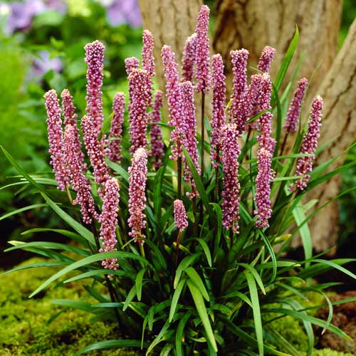 LIRIOPE muscari 'Ingwersen' LIRIOPE muscari 'Ingwersen'