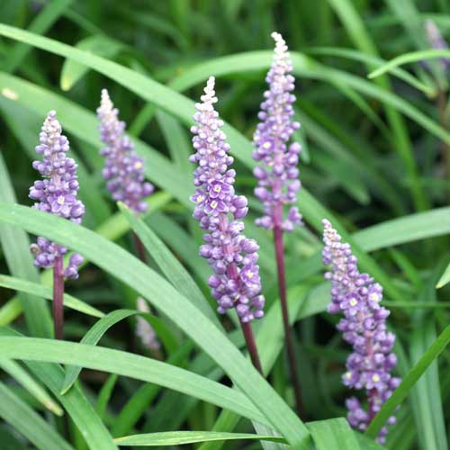 LIRIOPE muscari 'Royal Purple' LIRIOPE muscari 'Royal Purple'