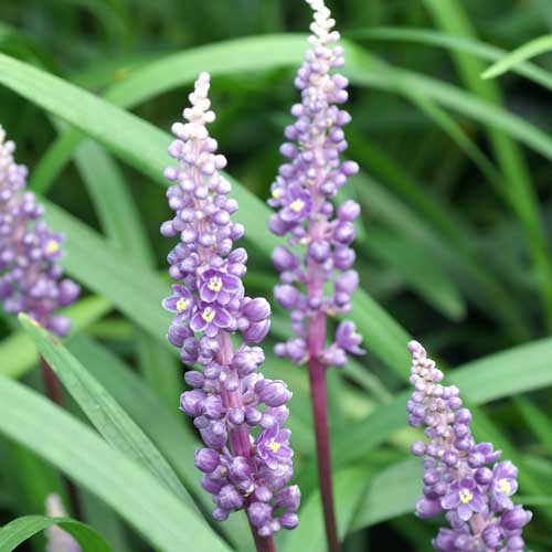 LIRIOPE muscari 'Royal Purple' LIRIOPE muscari 'Royal Purple'