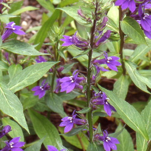 LOBELIA gerardii 'Vedrariensis' LOBELIA gerardii 'Vedrariensis'