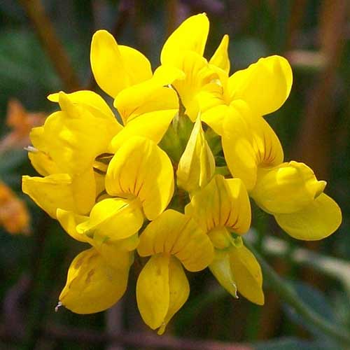 LOTUS corniculatus LOTUS corniculatus