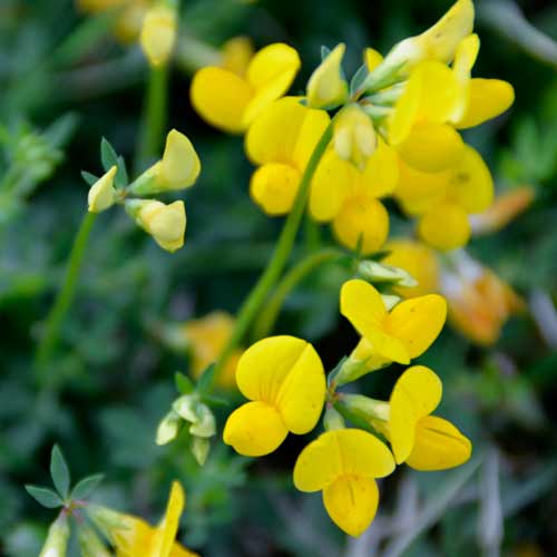 LOTUS corniculatus LOTUS corniculatus