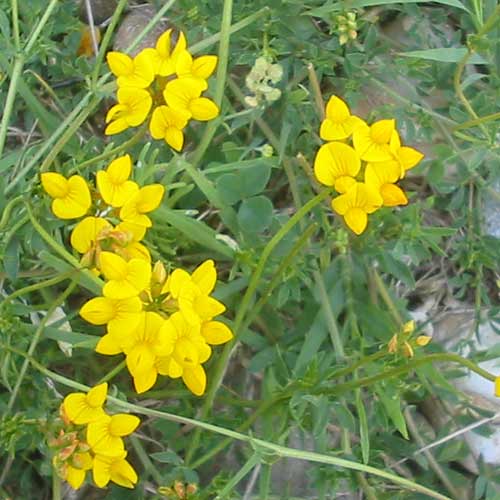 LOTUS corniculatus LOTUS corniculatus
