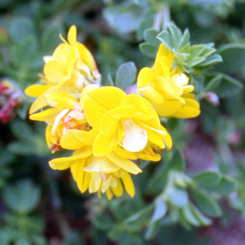 LOTUS corniculatus 'Pleniflorus' LOTUS corniculatus 'Pleniflorus'