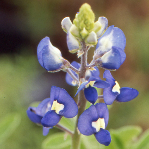 LUPINUS arboreus bleu LUPINUS arboreus bleu