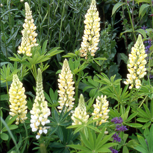 LUPINUS 'Chandelier' LUPINUS 'Chandelier'