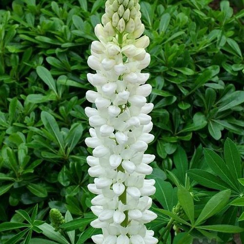 LUPINUS 'Noble Maiden' ('La Demoiselle') LUPINUS 'Noble Maiden' ('La Demoiselle')