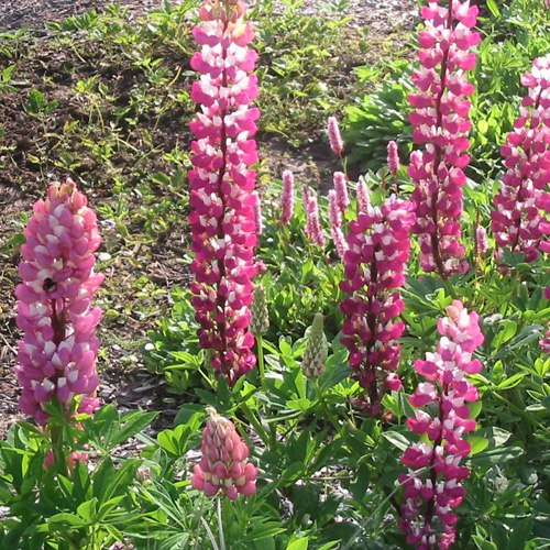 LUPINUS 'The Chatelaine' LUPINUS 'The Chatelaine'