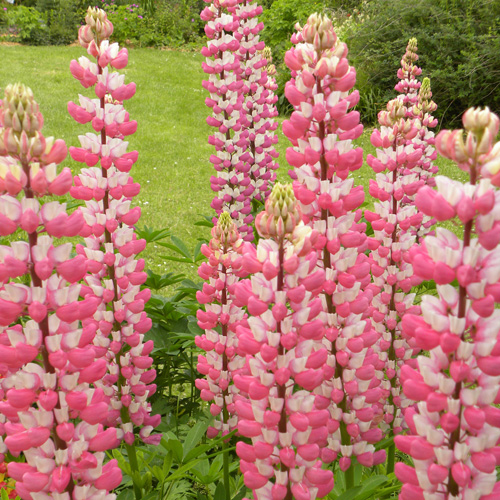 LUPINUS 'The Chatelaine' LUPINUS 'The Chatelaine'