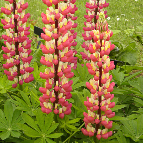 LUPINUS 'The Chatelaine' LUPINUS 'The Chatelaine'