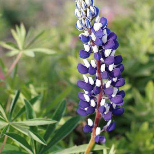 LUPINUS 'The Governor' ('Le Gentilhomme') LUPINUS 'The Governor' ('Le Gentilhomme')