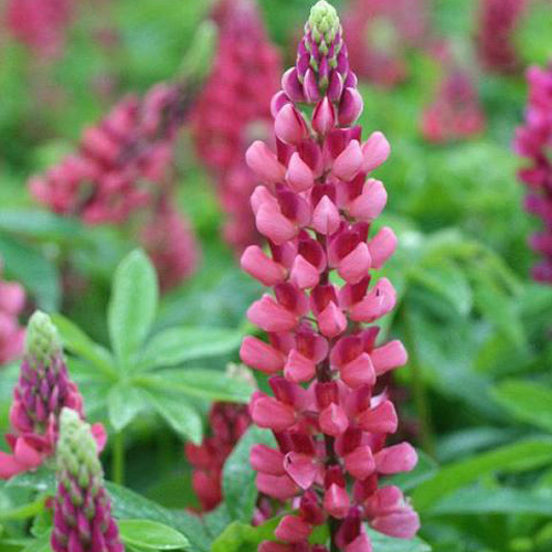 LUPINUS 'The Pages'