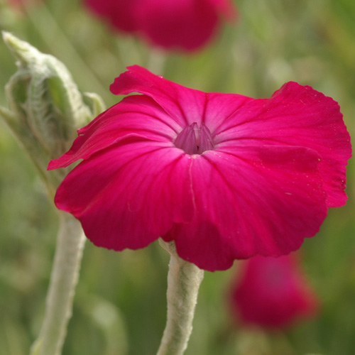 LYCHNIS coronaria LYCHNIS coronaria
