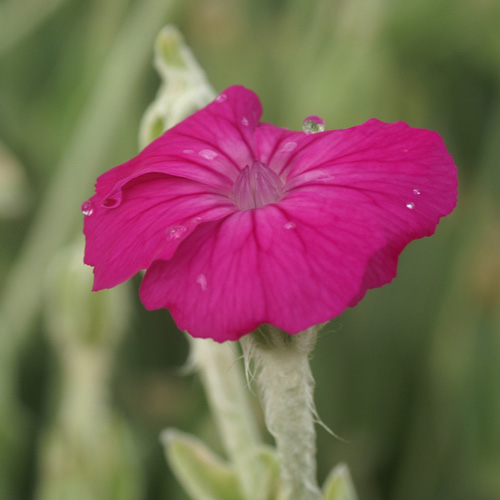 LYCHNIS coronaria LYCHNIS coronaria