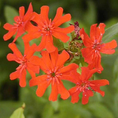 LYCHNIS haageana LYCHNIS haageana